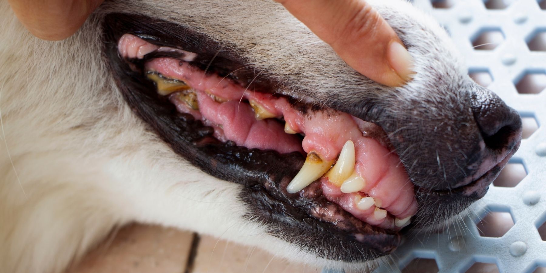 What Causes Your Dog's Teeth to Decay? : Uncovering the Reasons